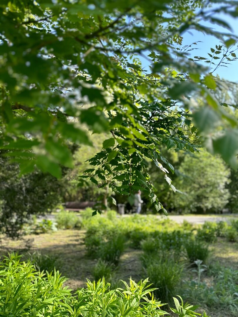 Автор Алиса Ковалева