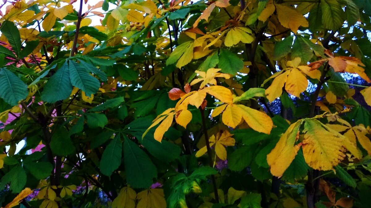     Нижегородцы массово жалуются на погибшие саженцы деревьев на Похвалинском съезде. Об этом написали активисты ОФН в своем Telegram-канале.
