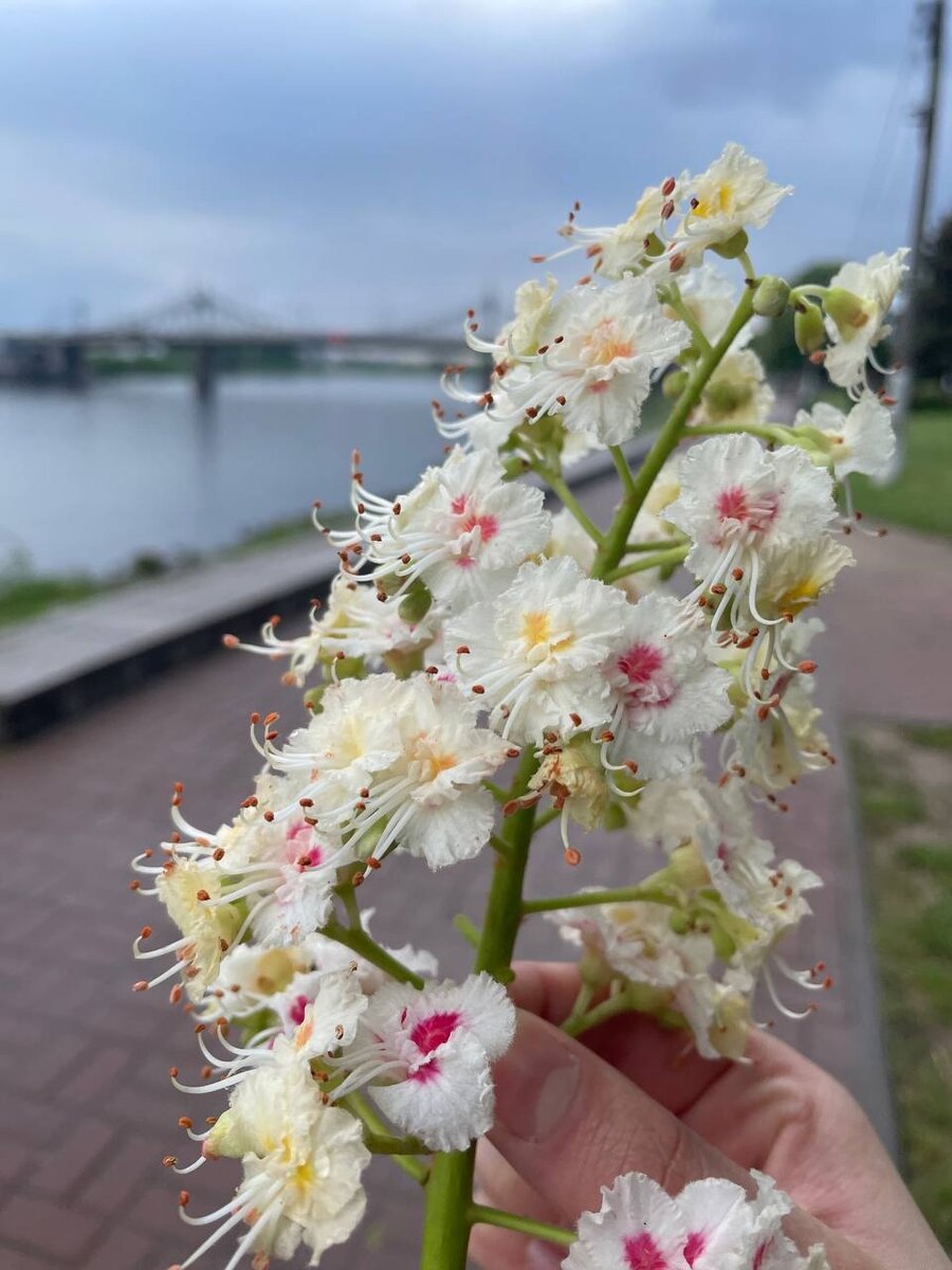 https://sun9-52.userapi.com/impg/b5ZibXiTeGWeYMFNSXJNIXr-vYIzfRRdqIgj0Q/gytUeH9-gQk.jpg?size=960x1280&quality=95&sign=c53c7c11f85749ead4cccc859226a3de&type=album