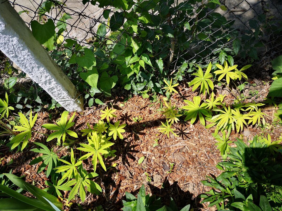 Видно, как сильно пожелтели люпины