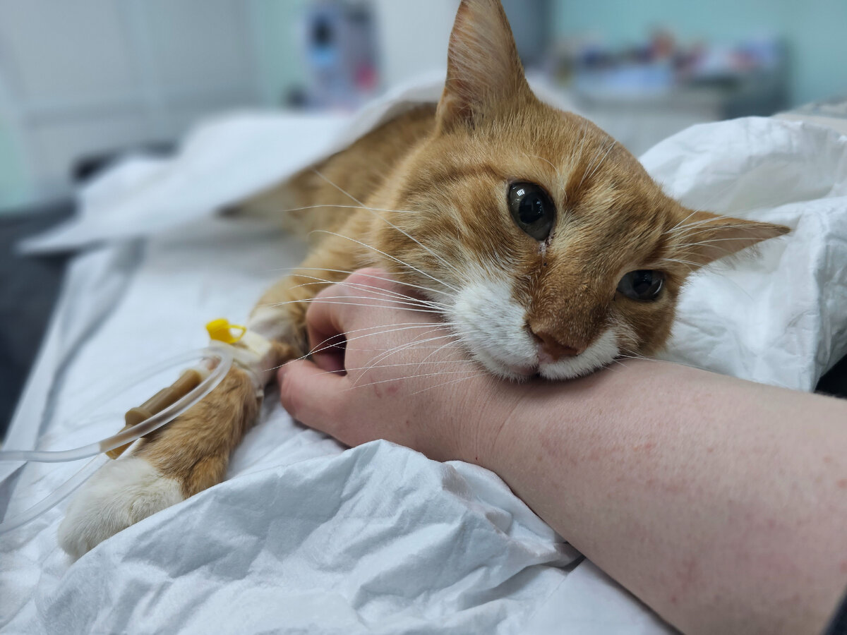 Бедненький котик