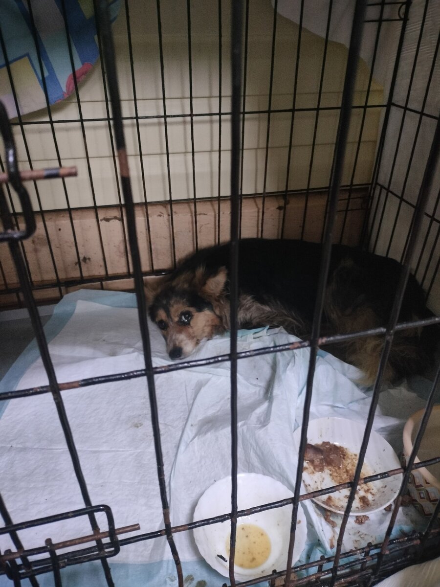 Есть в нашей области такое место, называется отлов собак. Туда поступают собаки с ближайших областей. Просто поток собак.-4