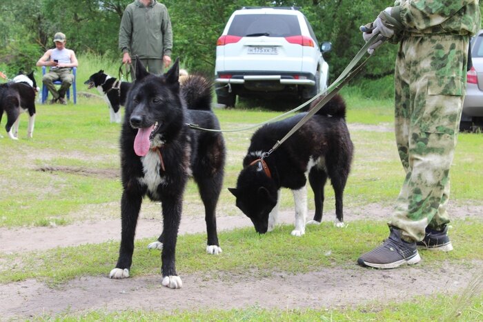 На выставке собак. Выставка собак фото. Выставочные собаки. Выставка собак тамбов 2022. Всероссийская охотничья выставка собак валдай.