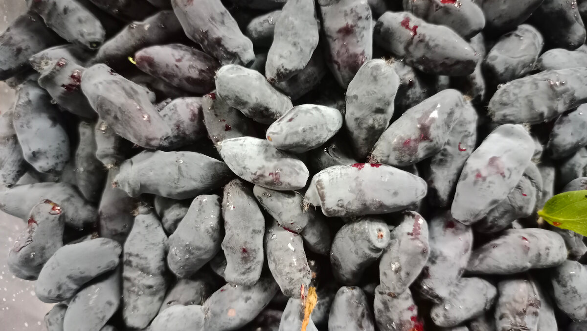 Жимолость очень полезна для здоровья 