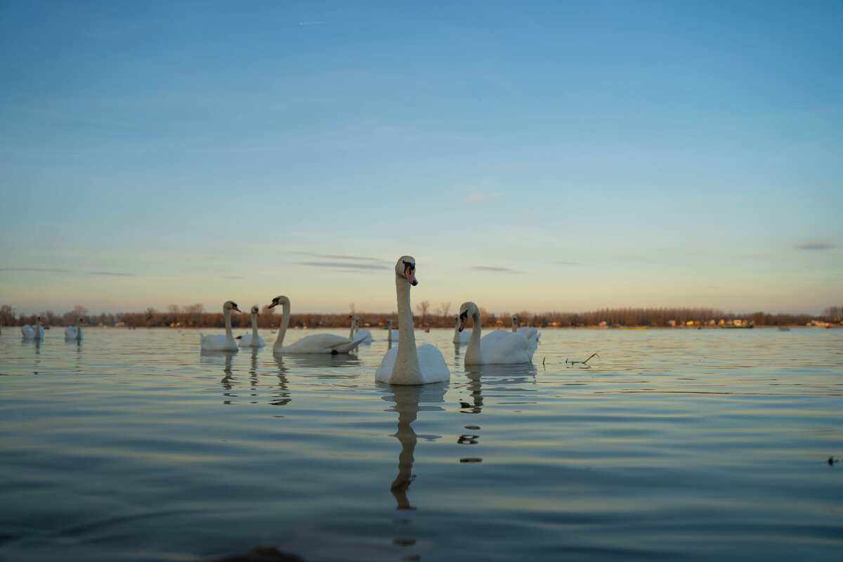Лебеди на реке Дунай