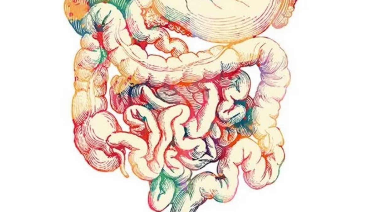 Кишечник — это не только о пищеварении. Скромно командует всем организмом 