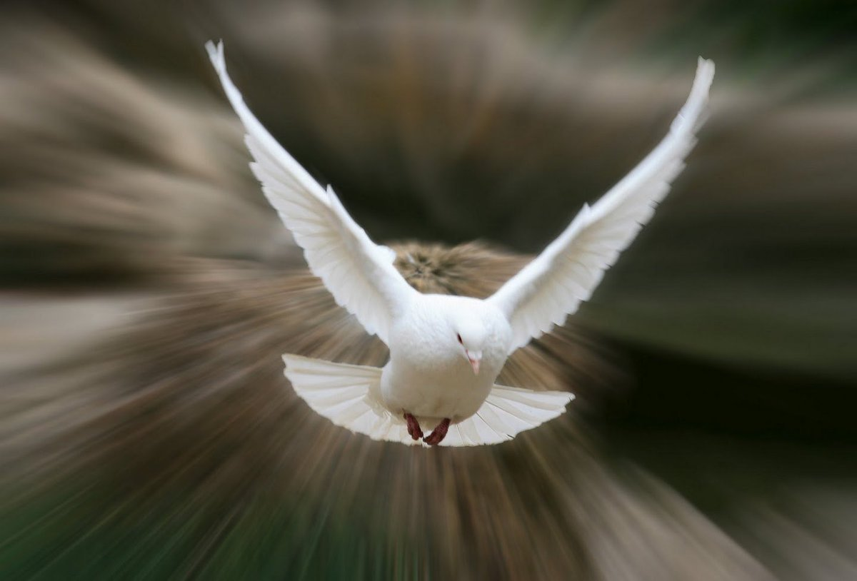 Белые птицы летят высоко. Птица в полете. Голубь взлетает. Белая птица. Красивая птица в полете.