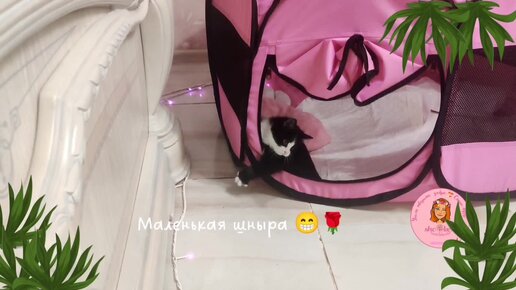 🍀 Когда ты счастливый маленький котёнок 🐱