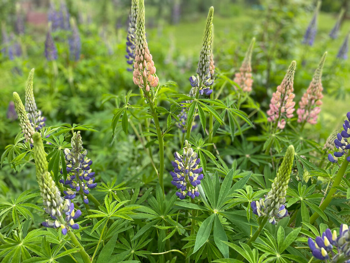 Люпиновая клумба