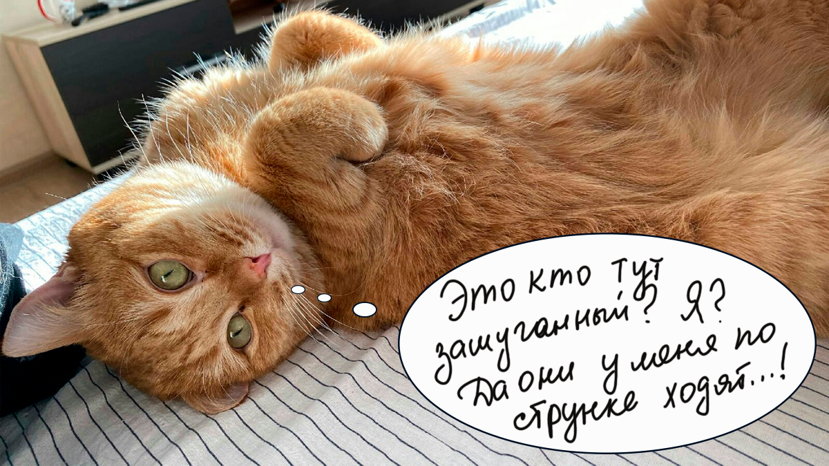 Судьба кота. Судьба кота. Талисман крымского моста кот мостик. Кот гарик. Судьба кота.