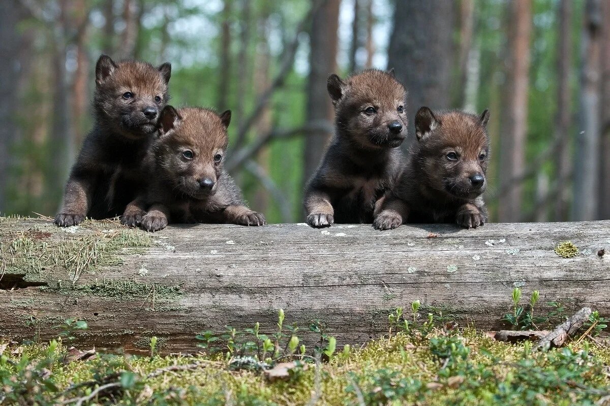 Фото из интернета