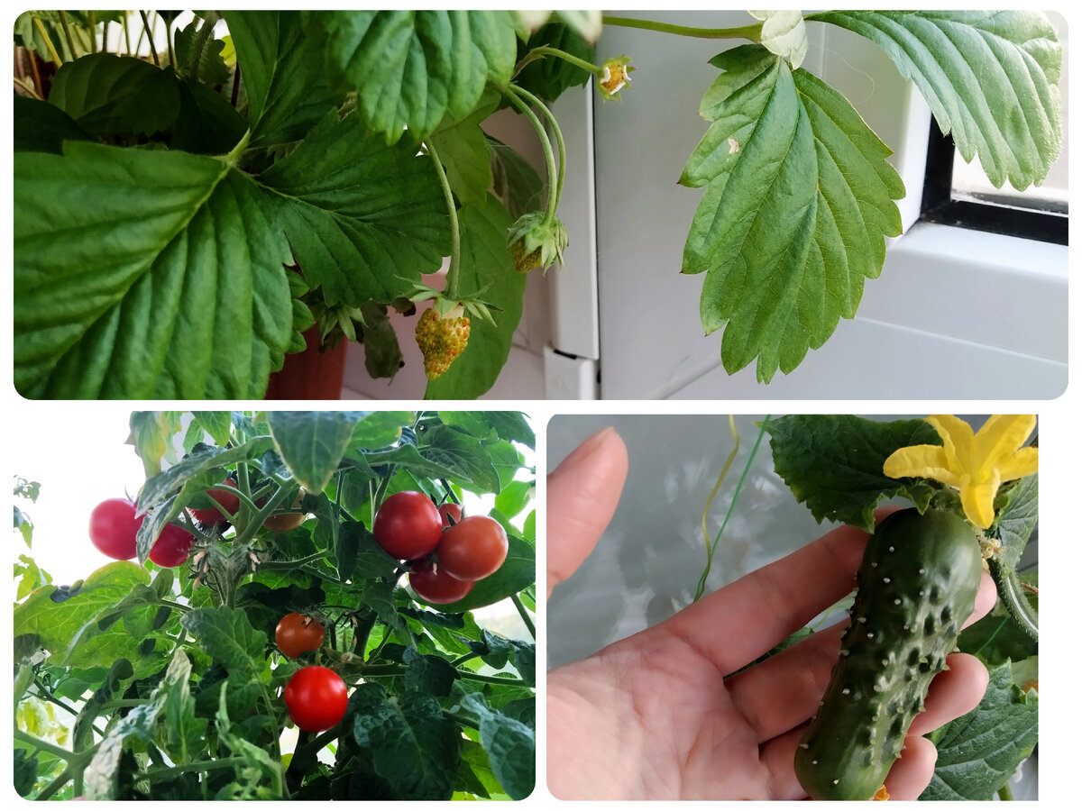 На балконе свой кусочек природы.