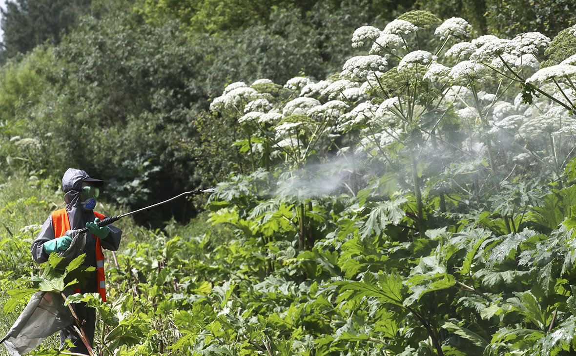 Обработка борщевика гербицидом.