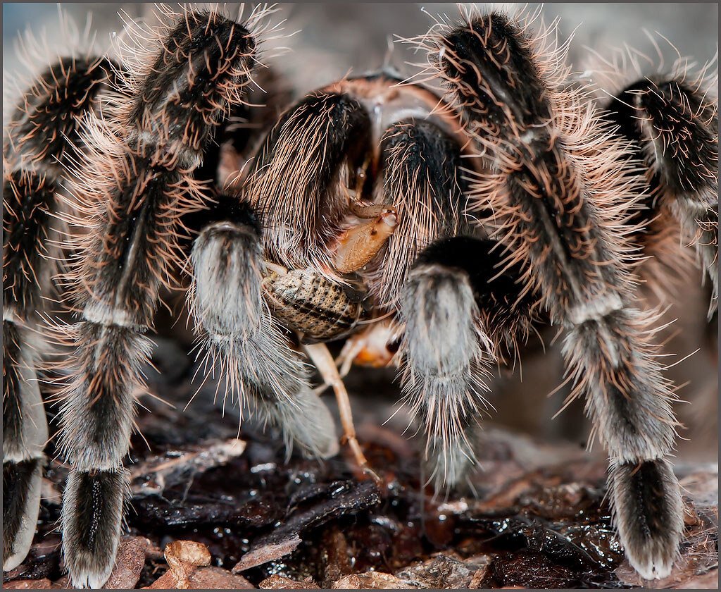 Паук птицеед обедает сверчком. Фото: flickr.com / Denis Mishchenko.