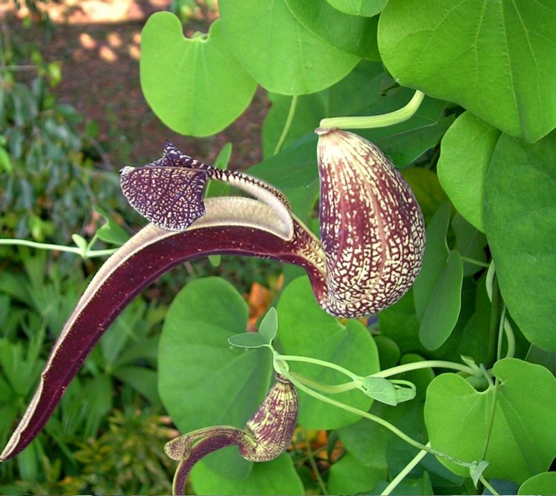 Трубка растение. Трубчатые сорняки. Насекомоядная саррацения. Трубка растение. Дудник медвежий сахалин.
