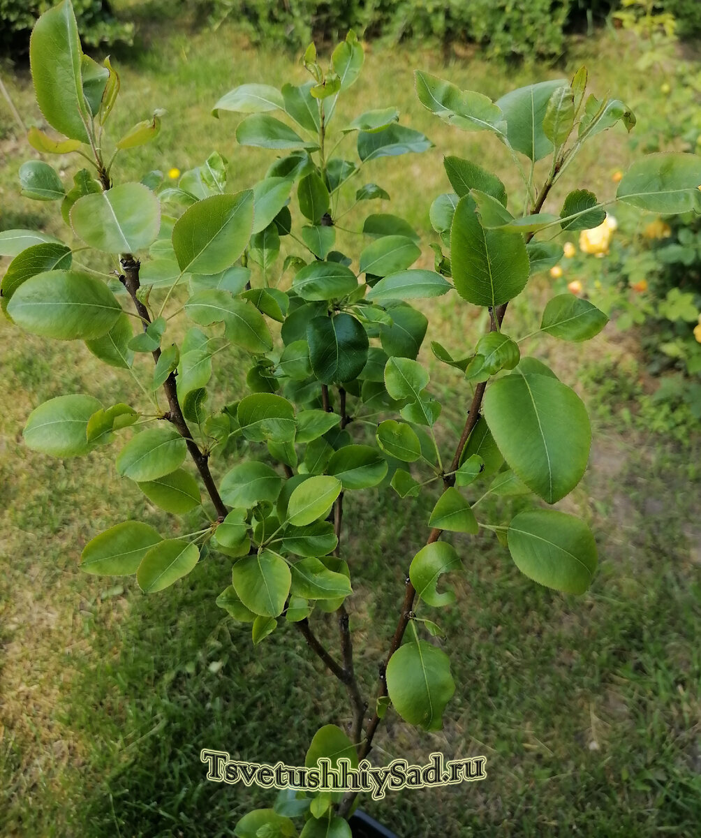Саженец груши Просто Мария