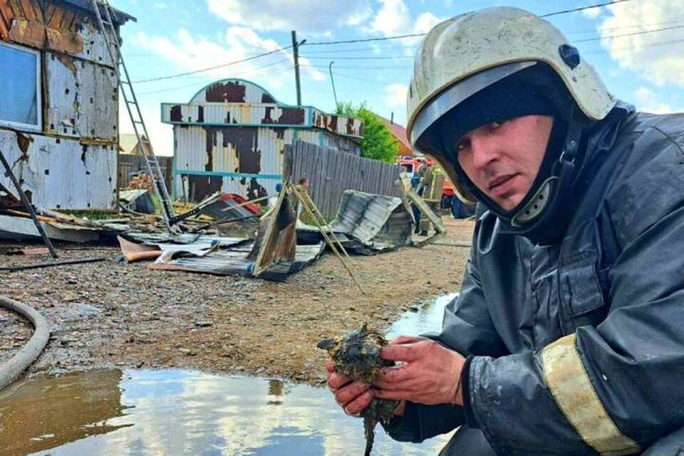    Мяукал из последних сил: МЧС Бурятии спасли на пожаре крохотного котенка и сделали его "внештатным психологом". Фото: МЧС Бурятии