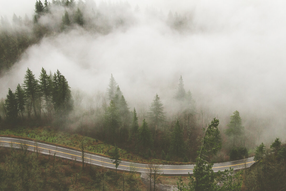 https://ru.freepik.com/free-photo/wide-angle-shot-of-several-trees-next-to-a-road-covered-in-fog_7678492.htm