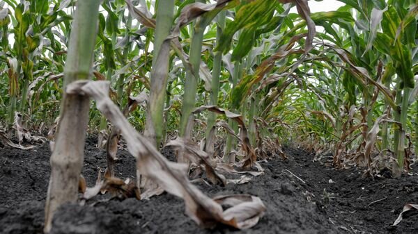    © Sputnik / Андрей Архипов