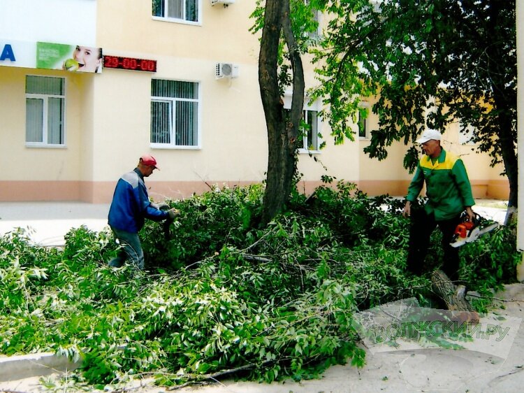 Дерево в центре двора. Во дворе. Двор дома. Санитария растение.