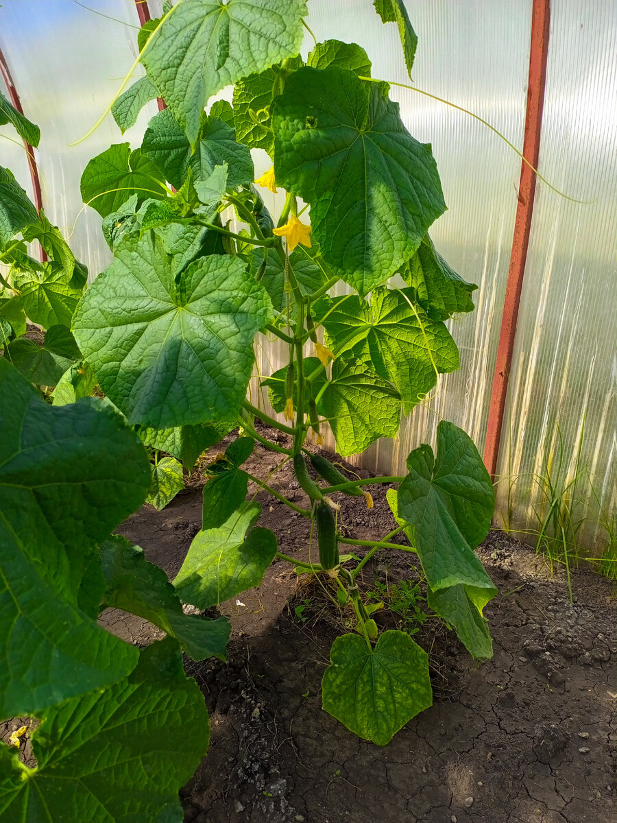 Огурцы в теплице 🥒