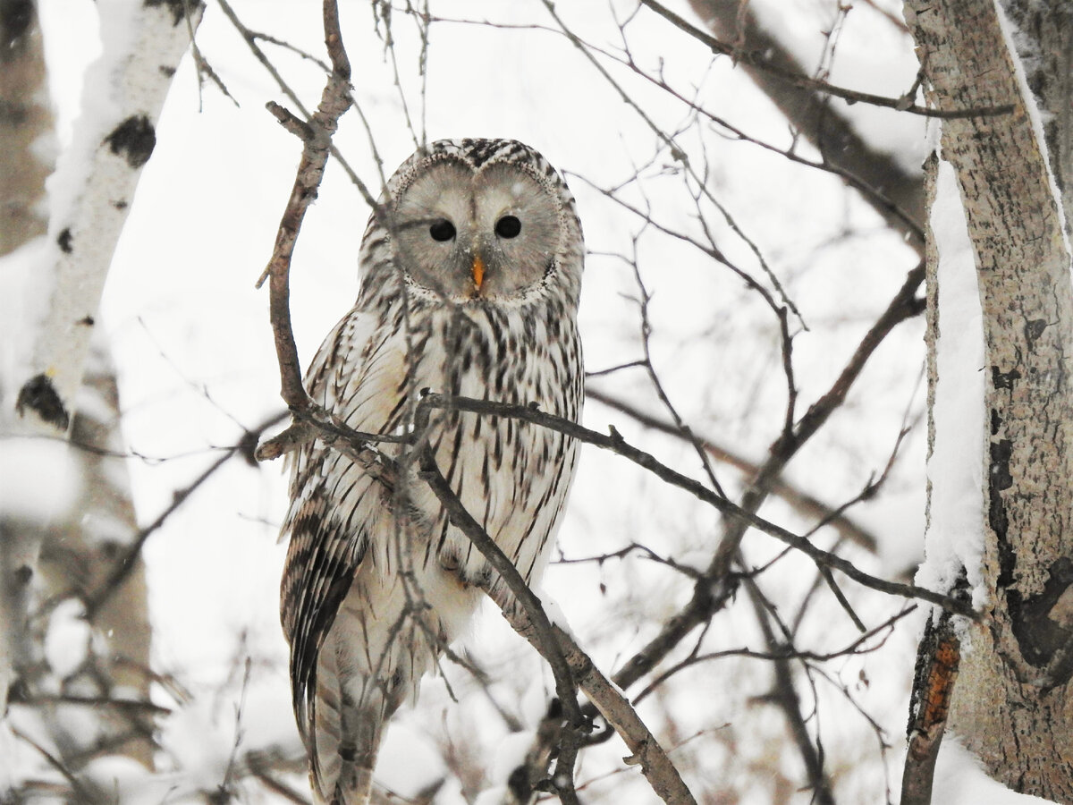 Длиннохвостая или уральская неясыть/ Strix uralensis/ Ural Owl   Фото автора