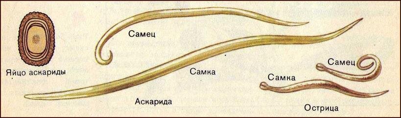 Как выглядят аскариды у человека