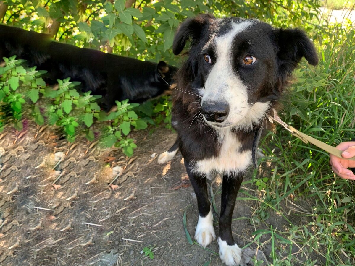 Такой она к нам пришла в августе 2022