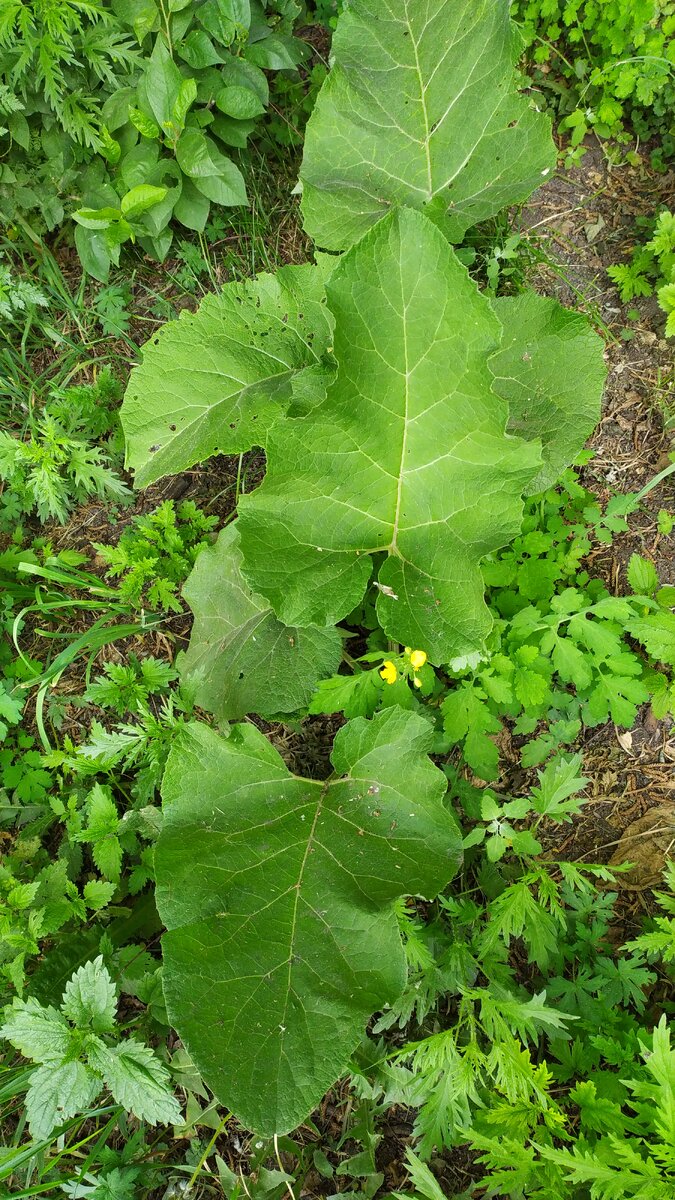 Лопух. Фото автора.