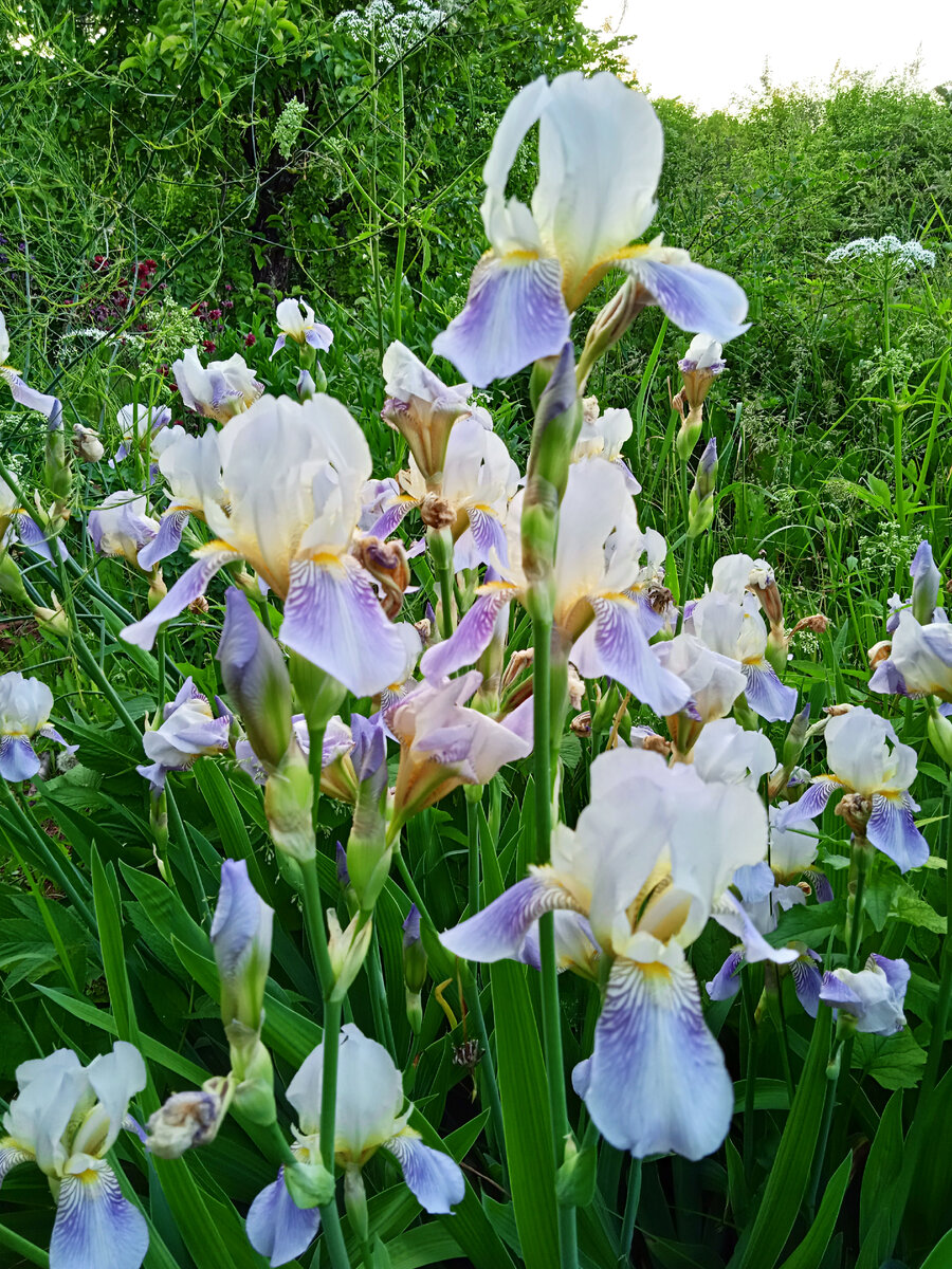 Куртинка незатейливых голубых ирисов в моём саду. Старый сорт. Откопала корень в заброшенном саду