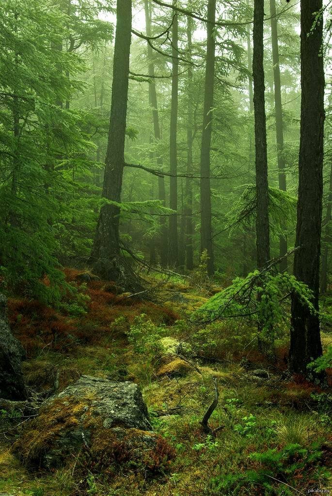 Прогулки и пешее движение в подмосковных лесах 🌳 будет ограничено с 16 по 19 июня из-за высокой пожарной опасности на фоне потеплений. Об этом сообщает пресс-служба комитета лесного хозяйства Московской области со ссылкой на министра правительства региона Георгия Филимонова.

"В связи с установлением на территории земель лесного фонда четвертого класса пожарной опасности <...> с 16 по 19 июня 2023 года мы ограничиваем пребывание граждан и въезд транспортных средств в леса", – отметил чиновник.