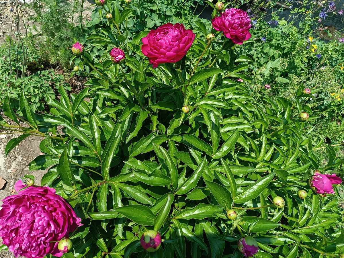 Куст пиона розового