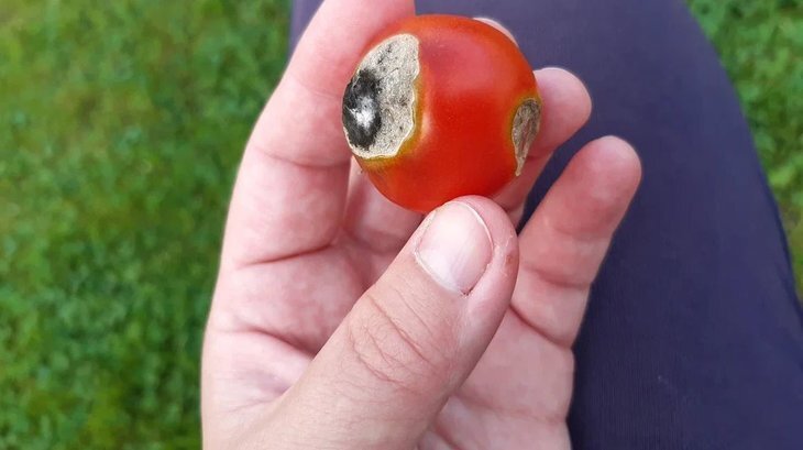    6 общих проблем с помидорами и как их исправить - шпаргалка для огородников!