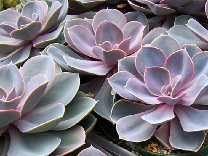 Розетки из тонких, гладких листьев Эхеверии 'Perle Von Nürnberg'