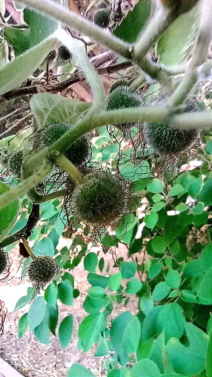 Бруссонетия бумажная