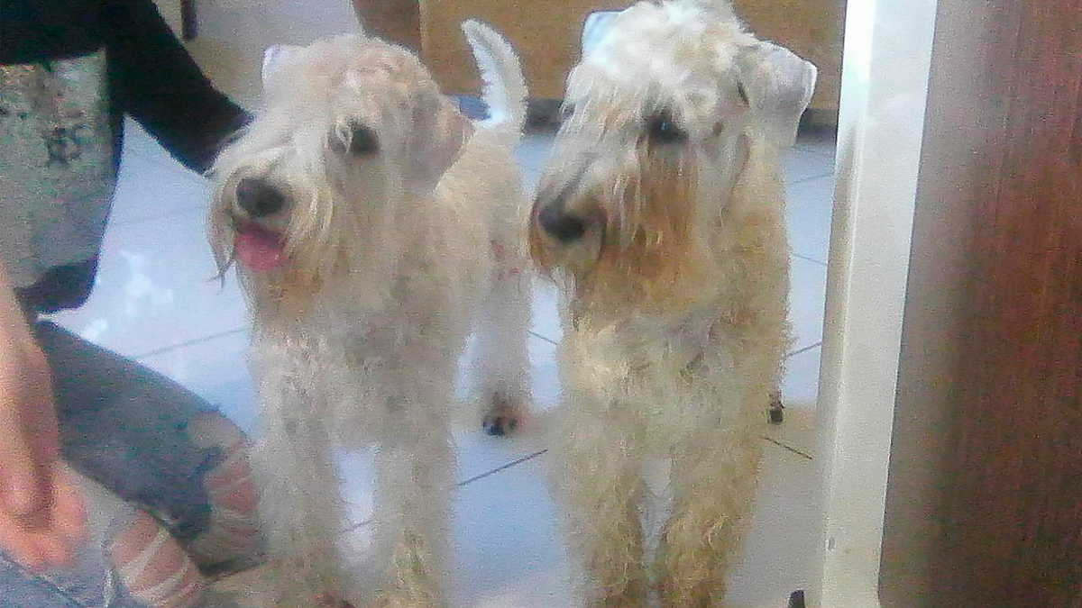 На фото — Грейс и Грэди. Грэди — отец Грейс. Грэди покрупнее, Грейс помельче, да еще и с высунутым языком ))) Да и вообще, Грейс тут еще мелкая - ей всего 1 год и 4 месяца, дата 25.06.2019 | Все фото в тексте - автора | И, пардон за качество - фото еще на кнопочный телефон делалось )))