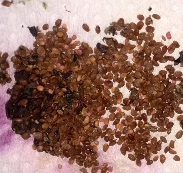 Семена голубики.