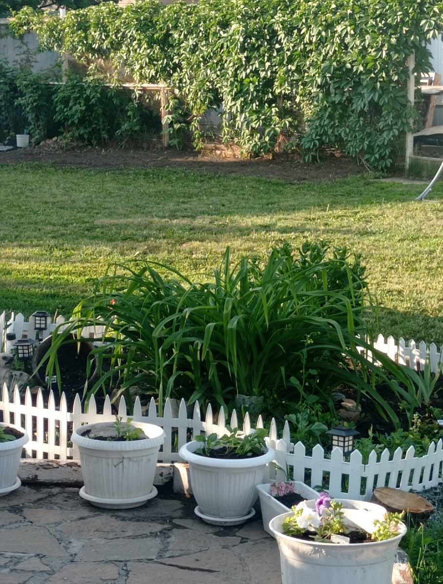 Практически пока нет цветов, одна зелень