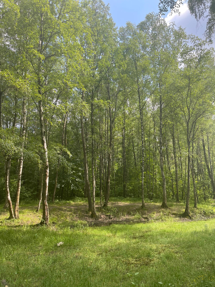 Болотце в Алешкинском лесопарке, Москва