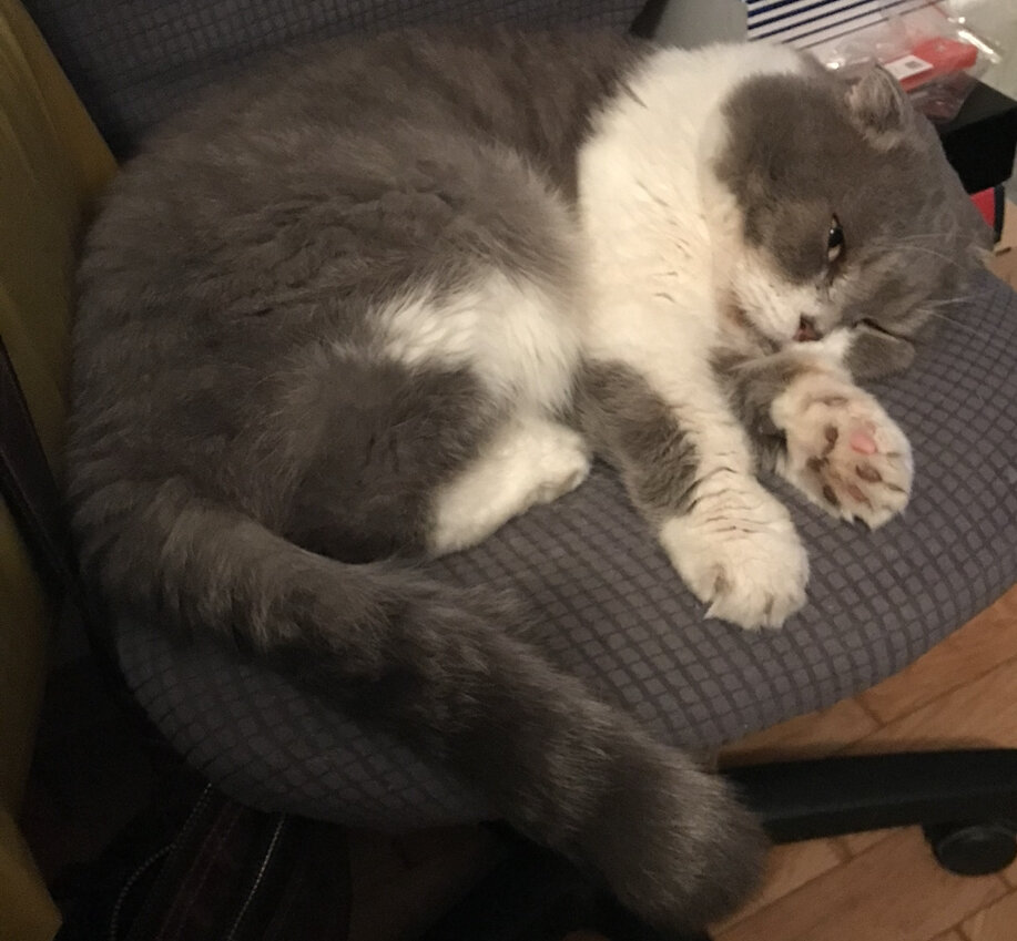 Бизон на любимом стуле 