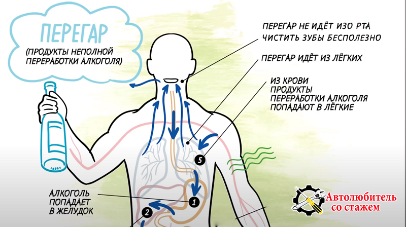 Как быстро перегар