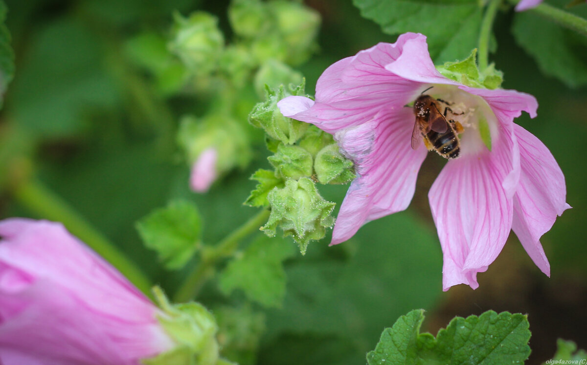 Фото автора: Ольга Ч. Мальва и пчела 🐝