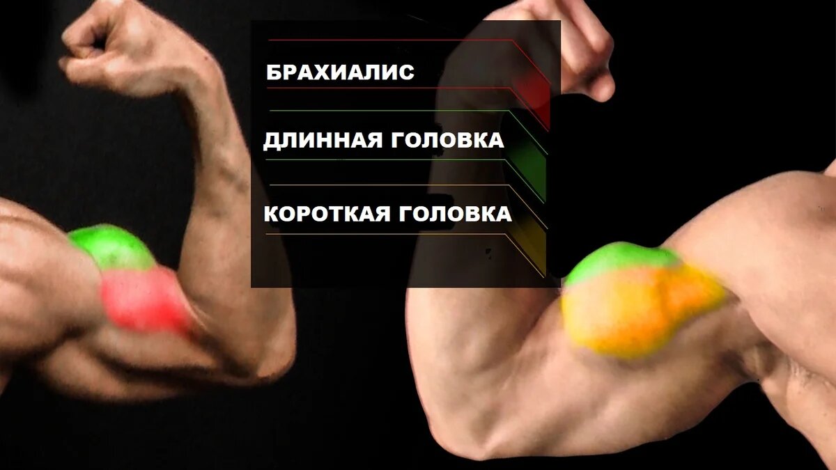 Почему не растёт бицепс? Три эффективных способа накачать бицепс для ...