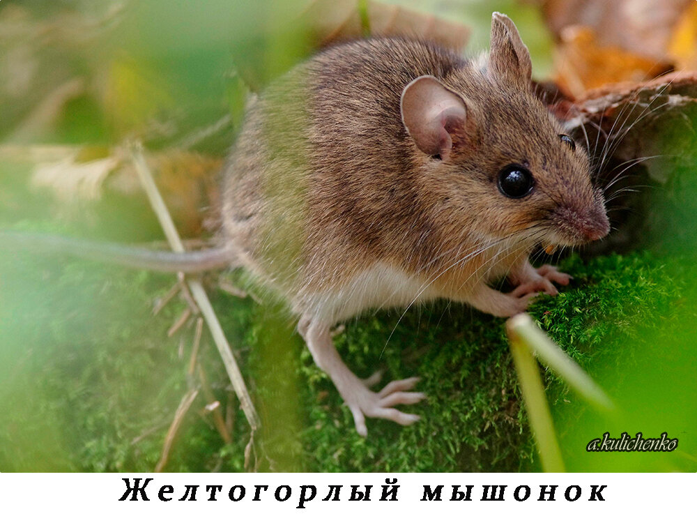 Мир мышей. Желтогорлая мышь. Мышь желтогорлая описание. Желтогорлая мышь красная книга. Мышевидные Грызуны.