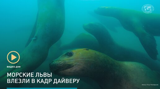 Морские львы и дайвер встретились в Японском море