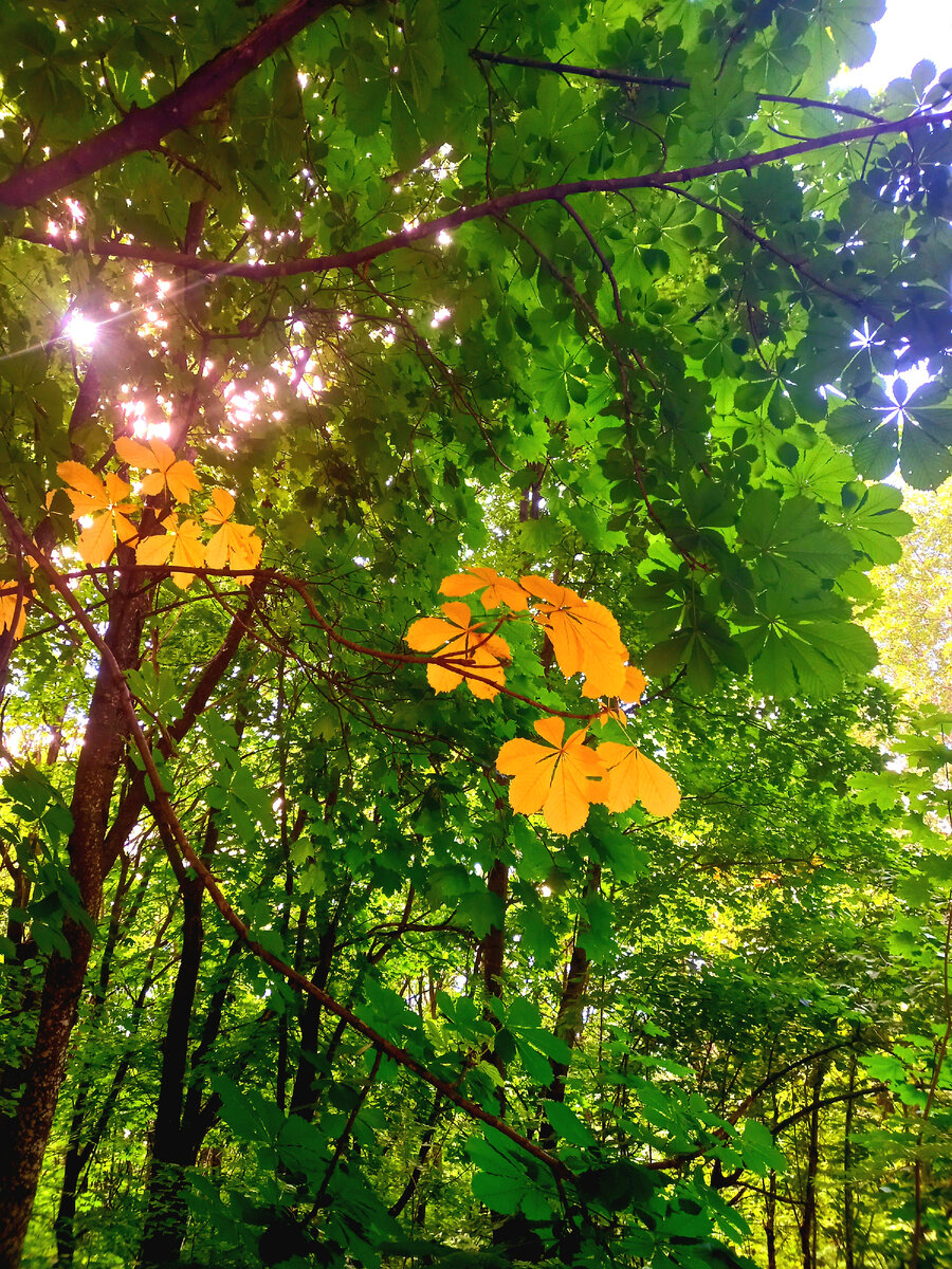 Деревья уже меняют цвет.