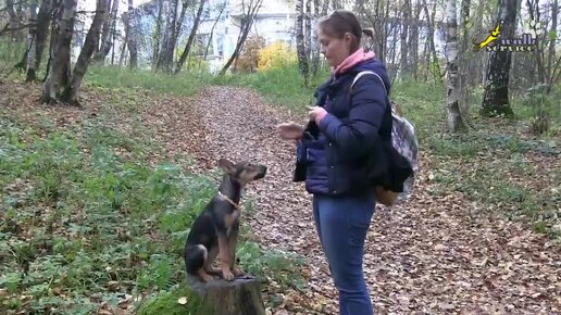 Развитие мотивации, упражнения на внимание, настойчивость, активную выдержку, дрессировка щенка