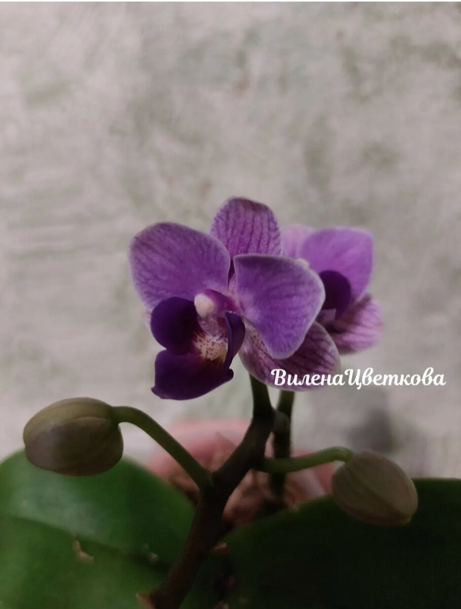 Violet Queen мультифлора, цветы не ароматные, цветение пышное🔥!