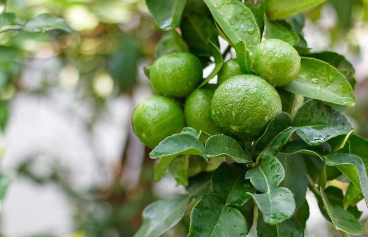 Бергамот зеленые. Кот бергамот. Bergamot Tree.