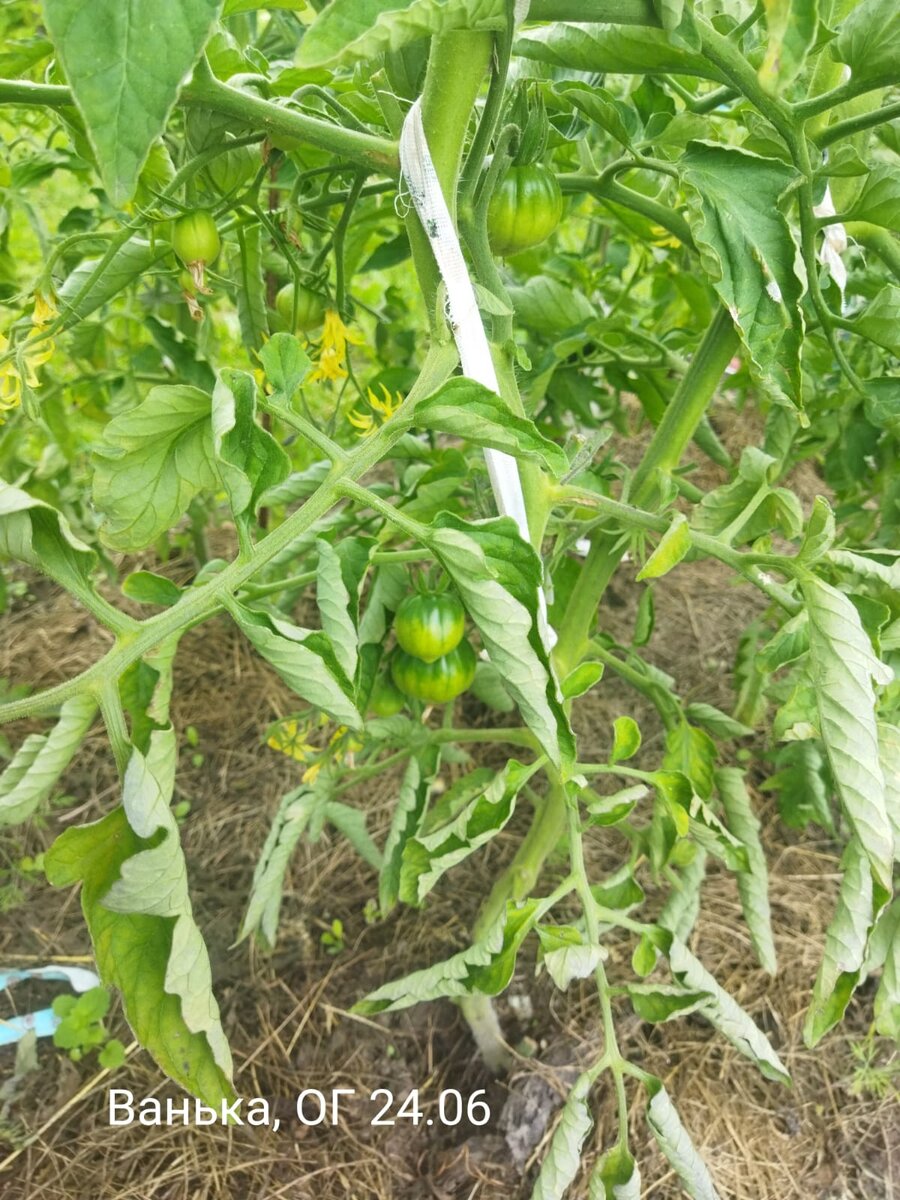 Близнец, растет в ОГ